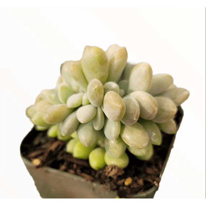 Crested Succulent Live Plant 2 Inch Pot - Indoor Outdoor Home Garden Decor - Image 2