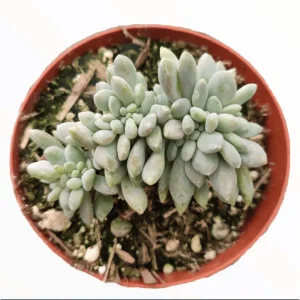 Crested Succulent Live Plant 2 Inch Pot - Indoor Outdoor Home Garden Decor - Image 3