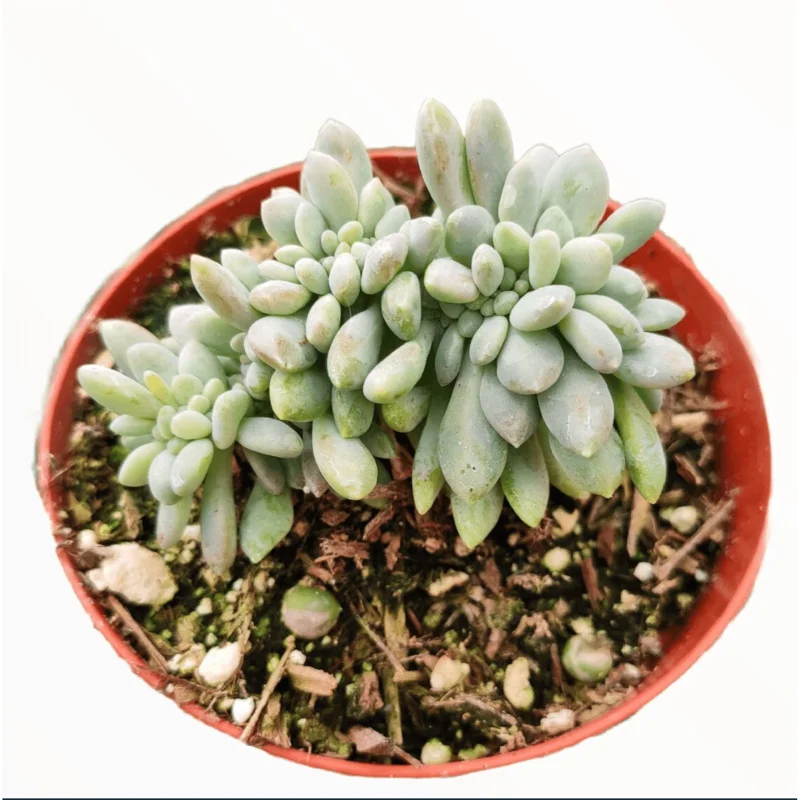 Crested Succulent Live Plant 2 Inch Pot - Indoor Outdoor Home Garden Decor - Image 4