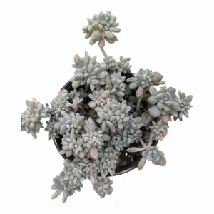 Crested Succulent Live Plant 2 Inch Pot - Indoor Outdoor Home Garden Decor - Image 5