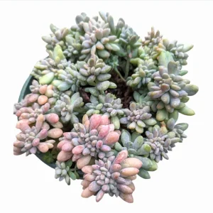 Crested Succulent Live Plant 2 Inch Pot - Indoor Outdoor Home Garden Decor - Image 6