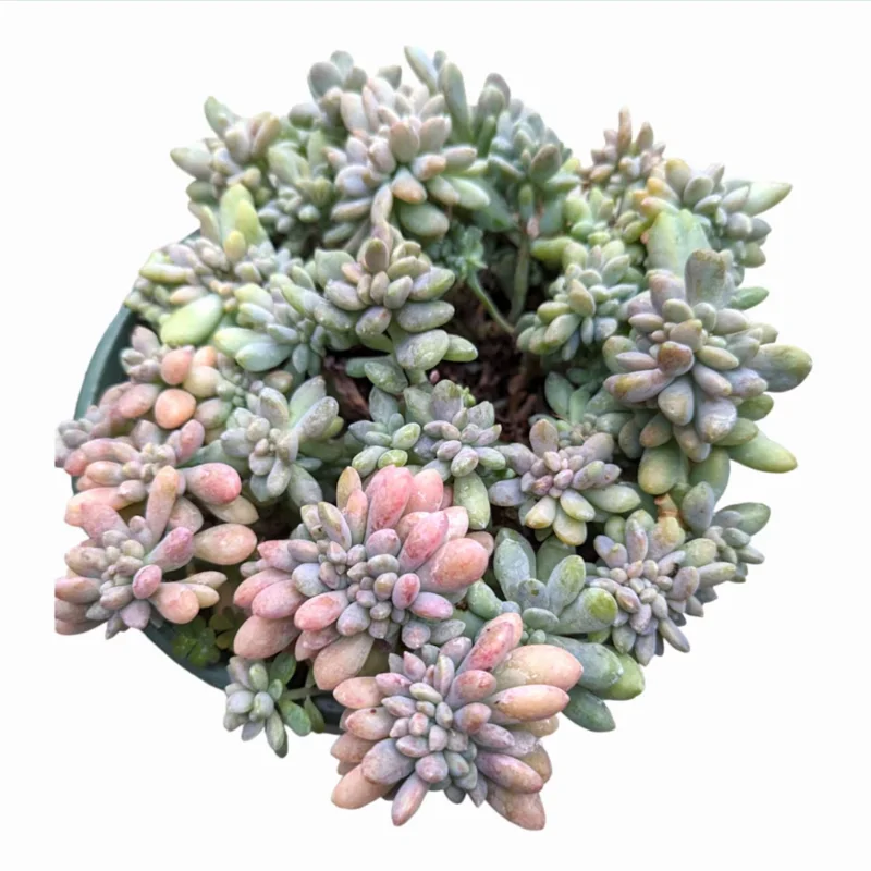 Crested Succulent Live Plant 2 Inch Pot - Indoor Outdoor Home Garden Decor - Image 6