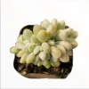 Crested Succulent Live Plant 2 Inch Pot - Indoor Outdoor Home Garden Decor - Image 1