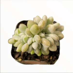 Crested Succulent Live Plant 2 Inch Pot - Indoor Outdoor Home Garden Decor - Image 1