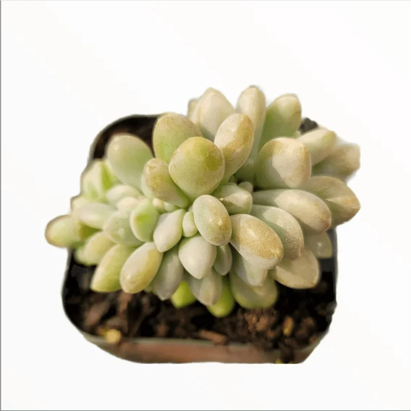 Crested Succulent Live Plant 2 Inch Pot - Indoor Outdoor Home Garden Decor - Image 1