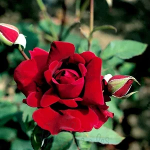 Crimson Glory Climbing Rose Live Plant - Dark Red Velvety Flowers, 4-8 Inch Tall - Image 1