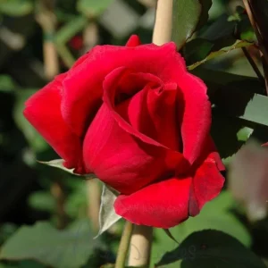 Crimson Glory Climbing Rose Live Plant - Dark Red Velvety Flowers, 4-8 Inch Tall - Image 3