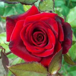 Crimson Glory Climbing Rose Live Plant - Dark Red Velvety Flowers, 4-8 Inch Tall - Image 4
