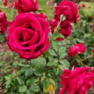Crimson Glory Climbing Rose Live Plant - Dark Red Velvety Flowers, 4-8 Inch Tall - Image 5