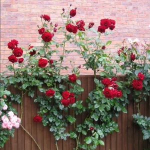 Crimson Glory Climbing Rose Live Plant - Dark Red Velvety Flowers, 4-8 Inch Tall - Image 6