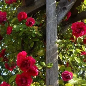 Crimson Glory Climbing Rose Plant Live, 4-6 inch, Fragrant, Dark Velvety Red Blooms for Outdoor Gardens - Image 2