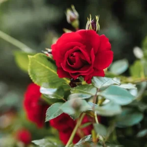 Crimson Glory Climbing Rose Plant Live, 4-6 inch, Fragrant, Dark Velvety Red Blooms for Outdoor Gardens - Image 3