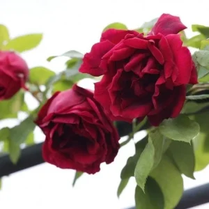 Crimson Glory Climbing Rose Plant Live, 4-6 inch, Fragrant, Dark Velvety Red Blooms for Outdoor Gardens - Image 4