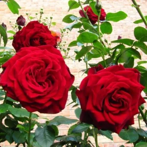 Crimson Glory Climbing Rose Plant Live, 4-6 inch, Fragrant, Dark Velvety Red Blooms for Outdoor Gardens - Image 5