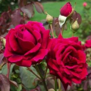 Crimson Glory Climbing Rose Plant Live, 4-6 inch, Fragrant, Dark Velvety Red Blooms for Outdoor Gardens - Image 6
