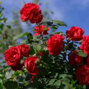 Crimson Glory Climbing Rose Plant Live, 4-6 inch, Fragrant, Dark Velvety Red Blooms for Outdoor Gardens - Image 7