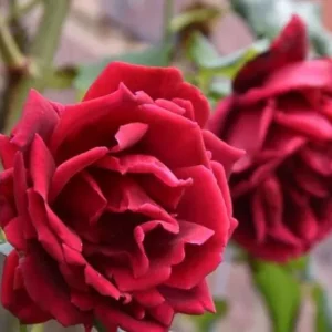 Crimson Glory Climbing Rose Plant Live, 4-6 inch, Fragrant, Dark Velvety Red Blooms for Outdoor Gardens - Image 8