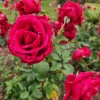 Crimson Glory Climbing Rose Plant Live, 4-6 inch, Fragrant, Dark Velvety Red Blooms for Outdoor Gardens - Image 1