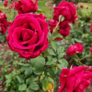 Crimson Glory Climbing Rose Plant Live, 4-6 inch, Fragrant, Dark Velvety Red Blooms for Outdoor Gardens - Image 1