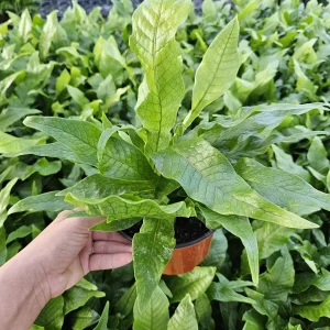 Crocodile Fern Live Plant - Microsorum Musifolium Crocodyllus - 4 or 6 Inch Pot - Indoor Tropical Foliage - Image 2