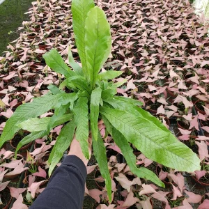 Crocodile Fern Live Plant - Microsorum Musifolium Crocodyllus - 4 or 6 Inch Pot - Indoor Tropical Foliage - Image 3