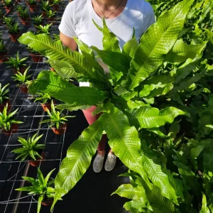 Crocodile Fern Live Plant - Microsorum Musifolium Crocodyllus - 4 or 6 Inch Pot - Indoor Tropical Foliage - Image 1