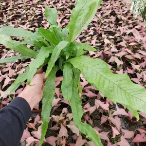Crocodile Fern Live Plant - Microsorum Musifolium Crocodyllus - 4 or 6 Inch Pot - Indoor Tropical Foliage - Image 4
