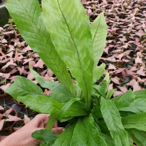 Crocodile Fern Live Plant - Microsorum Musifolium Crocodyllus - 4 or 6 Inch Pot - Indoor Tropical Foliage - Image 5