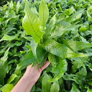 Crocodile Fern Live Plant - Microsorum Musifolium Crocodyllus - 4 or 6 Inch Pot - Indoor Tropical Foliage - Image 6