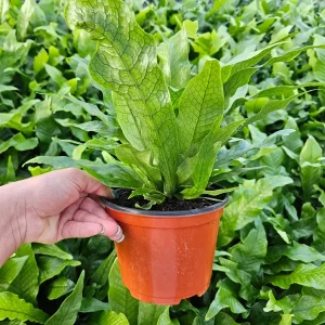 Crocodile Fern Live Plant - Microsorum Musifolium Crocodyllus - 4 or 6 Inch Pot - Indoor Tropical Foliage - Image 7