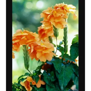 Crossandra Mona Wallhead Live Plant – 4-8 Inch Tall, Salmon-Orange Blooms - Image 3