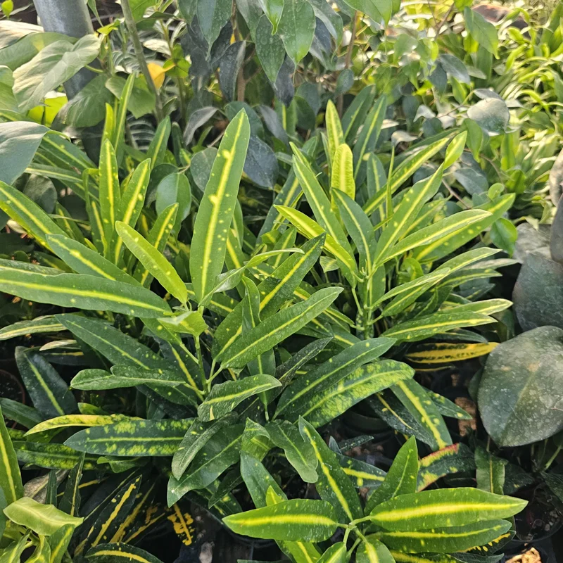 Croton Bannana Live Plant 4in Pot - Vibrant Indoor Houseplant - Image 2