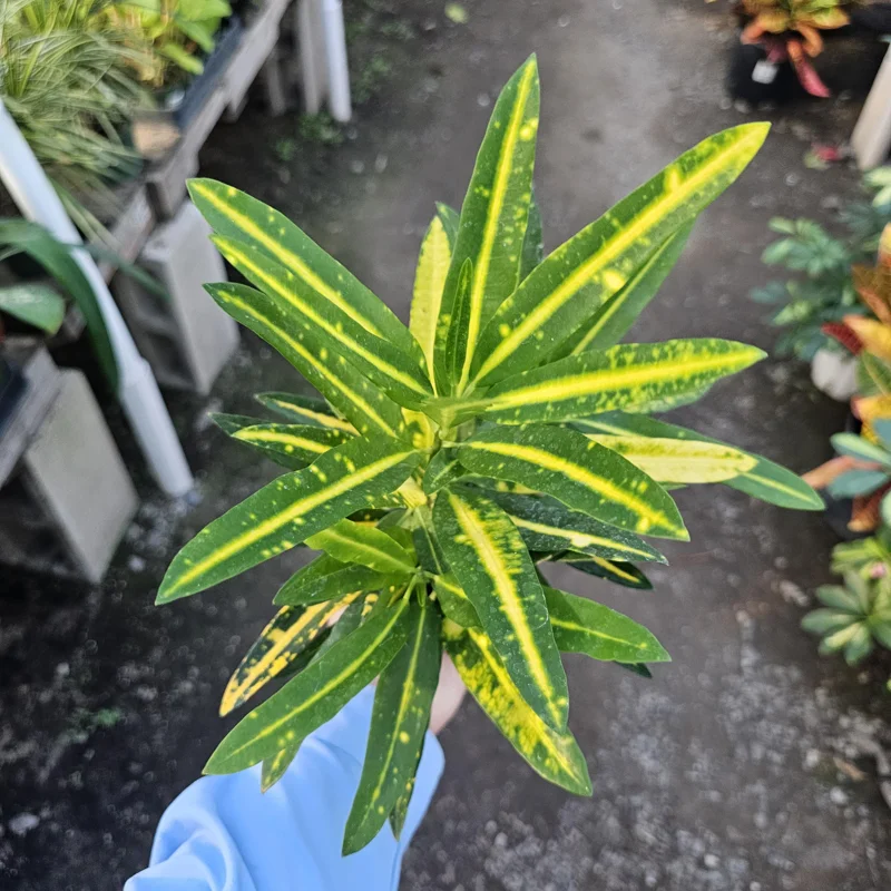 Croton Bannana Live Plant 4in Pot - Vibrant Indoor Houseplant - Image 3