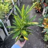 Croton Bannana Live Plant 4in Pot - Vibrant Indoor Houseplant - Image 1
