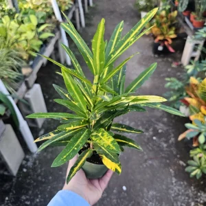 Croton Bannana Live Plant 4in Pot - Vibrant Indoor Houseplant - Image 1