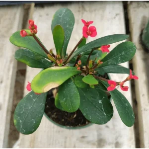 Crown of Thorns Live Plant - Red Euphorbia Milii Succulent, 2 Inch Pot, Indoor/Outdoor - Image 2