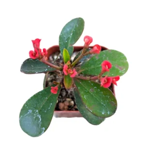Crown of Thorns Live Plant - Red Euphorbia Milii Succulent, 2 Inch Pot, Indoor/Outdoor - Image 3