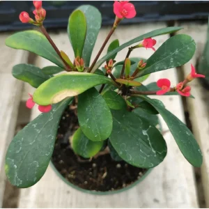 Crown of Thorns Live Plant - Red Euphorbia Milii Succulent, 2 Inch Pot, Indoor/Outdoor - Image 4