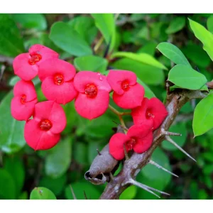 Crown of Thorns Live Plant - Red Euphorbia Milii Succulent, 2 Inch Pot, Indoor/Outdoor - Image 5