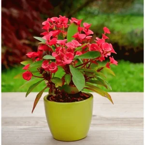 Crown of Thorns Live Plant - Red Euphorbia Milii Succulent, 2 Inch Pot, Indoor/Outdoor - Image 6