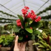 Crown of Thorns Live Plant - Red Euphorbia Milii Succulent, 2 Inch Pot, Indoor/Outdoor - Image 1