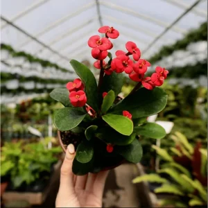 Crown of Thorns Live Plant - Red Euphorbia Milii Succulent, 2 Inch Pot, Indoor/Outdoor - Image 1