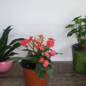 Crown of Thorns Live Plant – Yellow Euphorbia Milii Cactus – 5 Inch Pot – Full Sun Outdoor & Indoor - Image 2