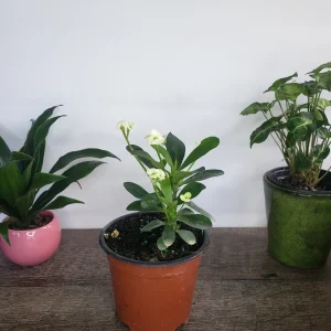 Crown of Thorns Live Plant – Yellow Euphorbia Milii Cactus – 5 Inch Pot – Full Sun Outdoor & Indoor - Image 3