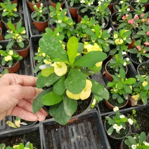 Crown of Thorns Live Plant – Yellow Euphorbia Milii Cactus – 5 Inch Pot – Full Sun Outdoor & Indoor - Image 5