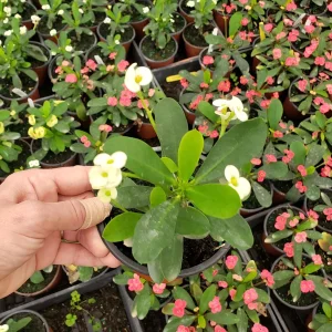 Crown of Thorns Live Plant – Yellow Euphorbia Milii Cactus – 5 Inch Pot – Full Sun Outdoor & Indoor - Image 7