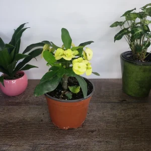 Crown of Thorns Live Plant – Yellow Euphorbia Milii Cactus – 5 Inch Pot – Full Sun Outdoor & Indoor - Image 1