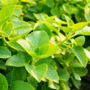 Cuban Oregano Live Plant - 2-Pack Fresh Herb for Home Garden, 4-6 Inch Tall - Image 2