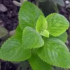Cuban Oregano Live Plant - 2-Pack Fresh Herb for Home Garden, 4-6 Inch Tall - Image 1