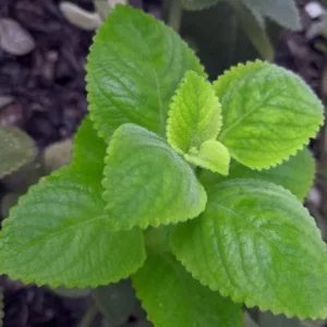 Cuban Oregano Live Plant - 2-Pack Fresh Herb for Home Garden, 4-6 Inch Tall - Image 1